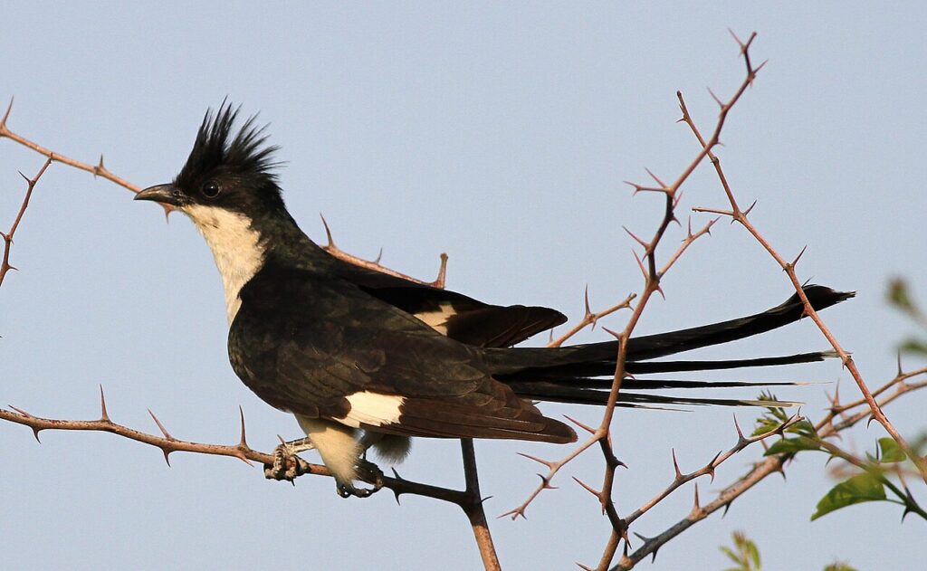 Jacobin Cuckoo, Pied Cuckoo, or Pied Crested Cuckoo (Clamator jacobinus) at Zaagkuildrift Road near Kgomo Kgomo, Limpopo, South Africa
