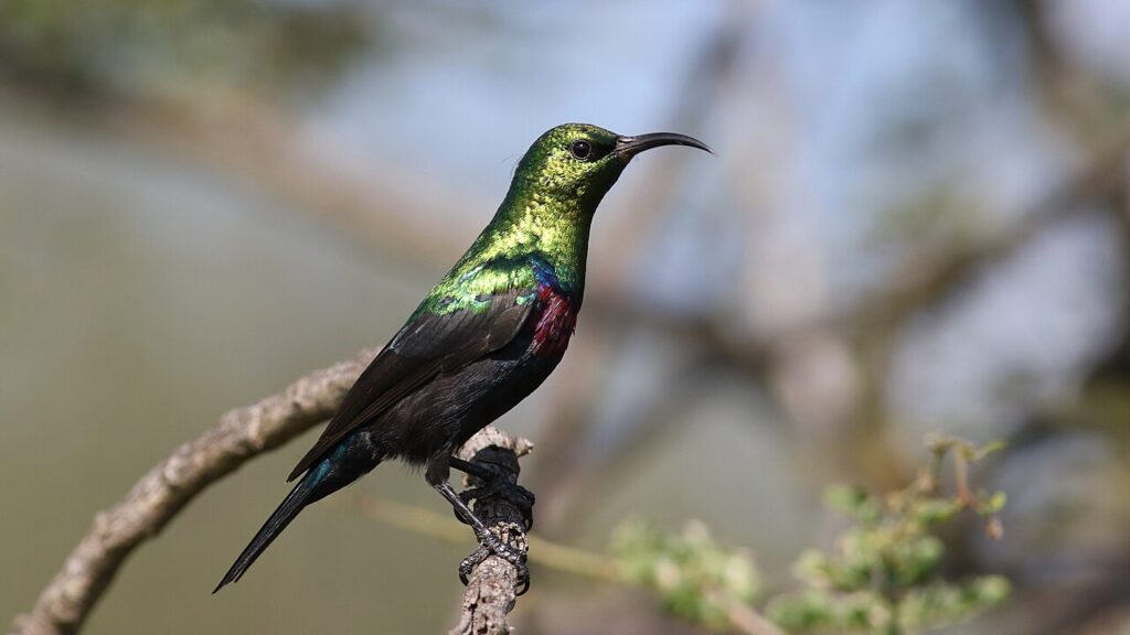 Male Marico Sunbird photographed along Zaagkuilsdrift Road