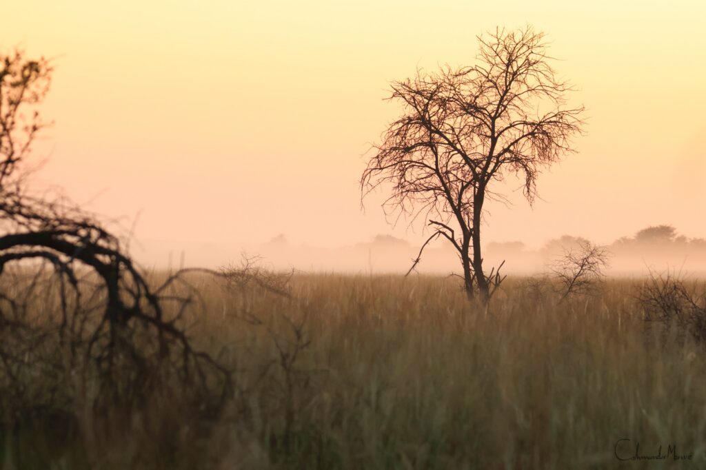 Golden light in the bushveld at Zaagkuilsdrift Bird Sanctuary and Lodge
