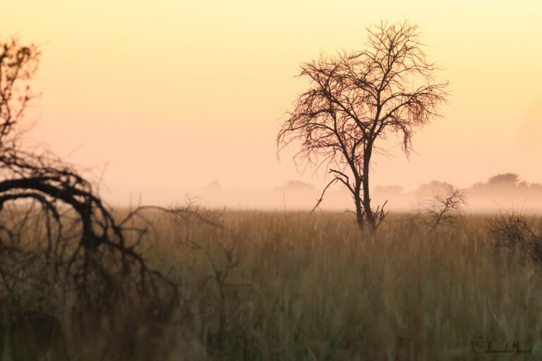 Golden light in the bushveld at Zaagkuilsdrift Bird Sanctuary and Lodge